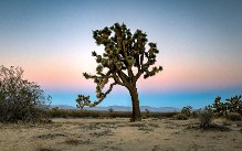 the joshua tree